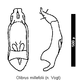 olibrus_millefolii.gif