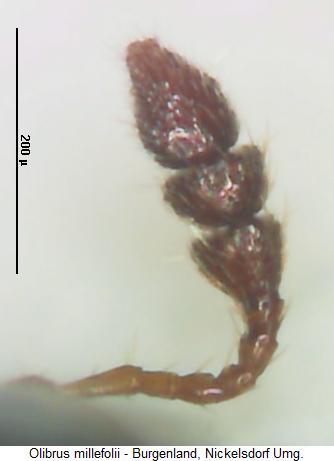 olibrus_millefolii_f.jpg
