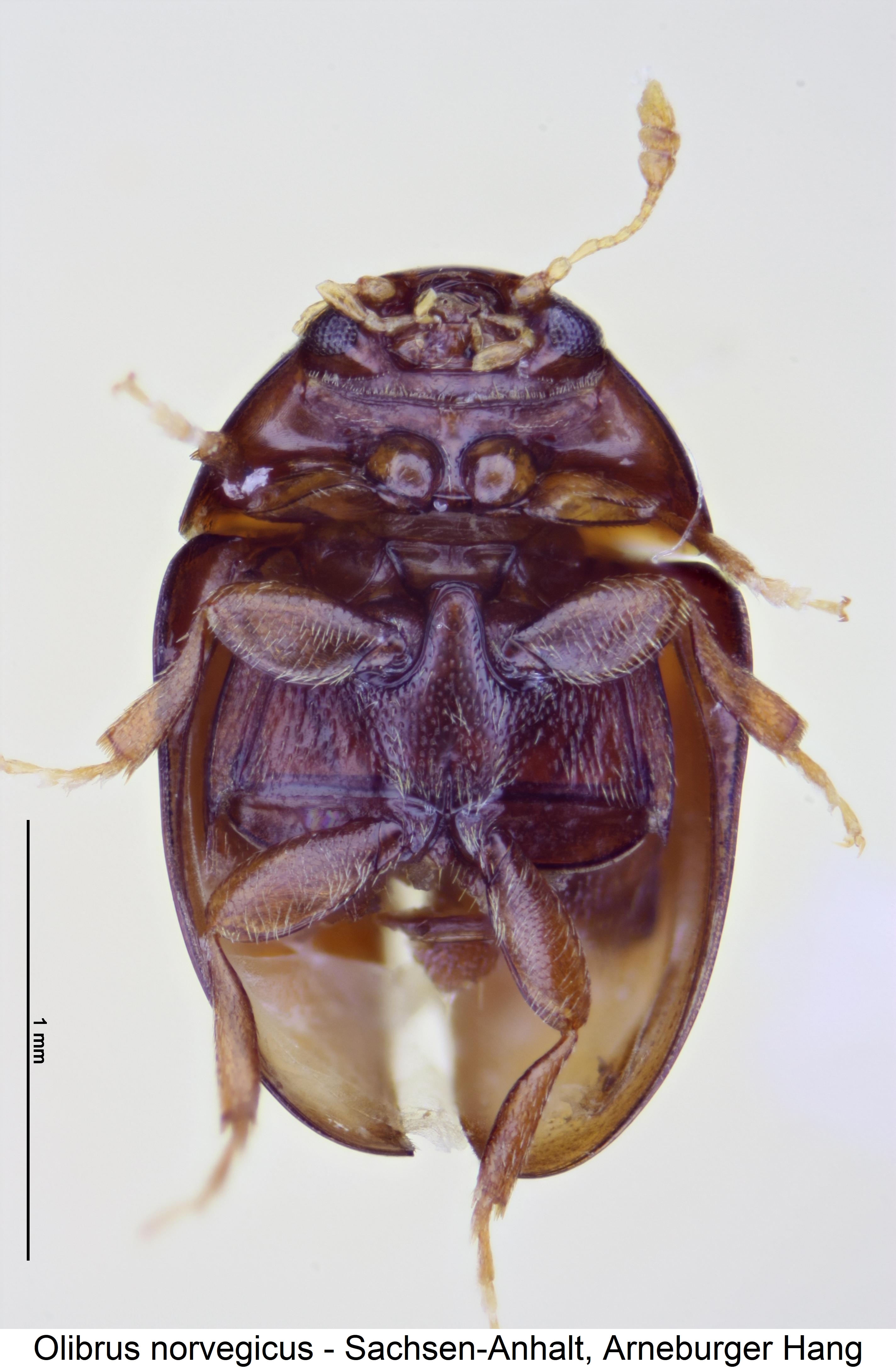 olibrus_norvegicus_us.jpg