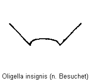 oligella_insignis_icp.gif
