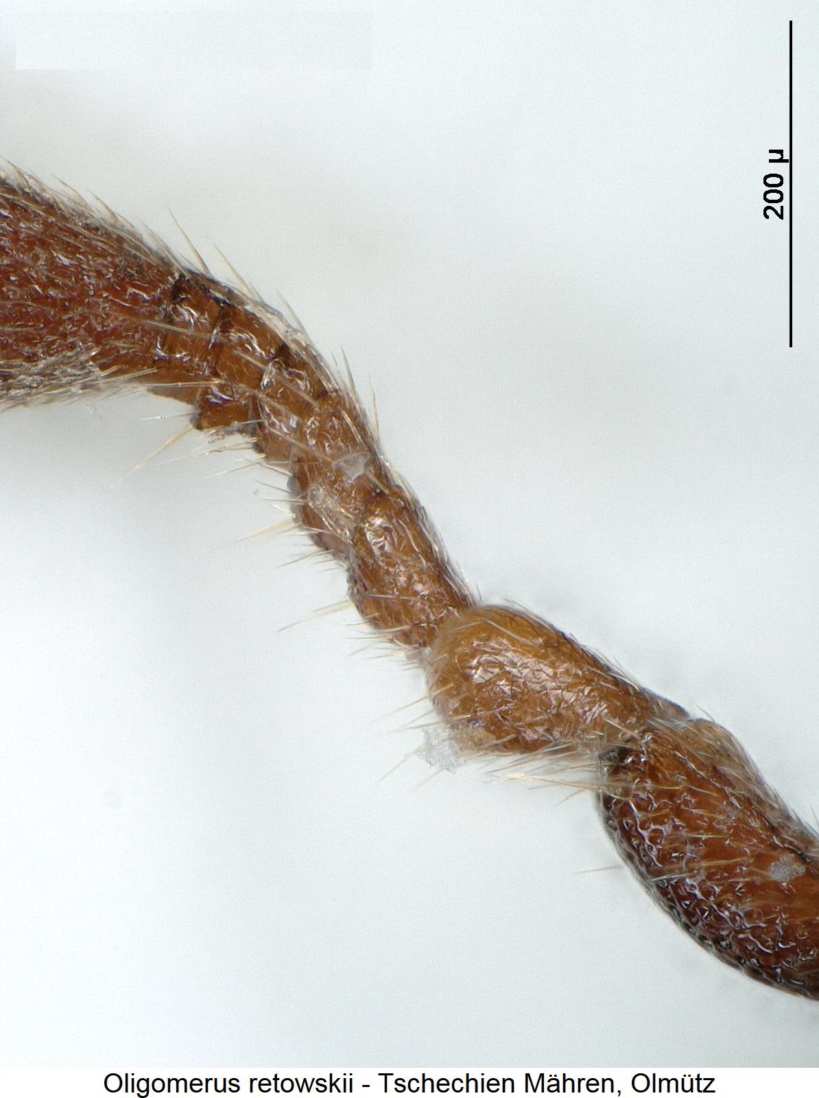 oligomerus_retowskii_f.jpg