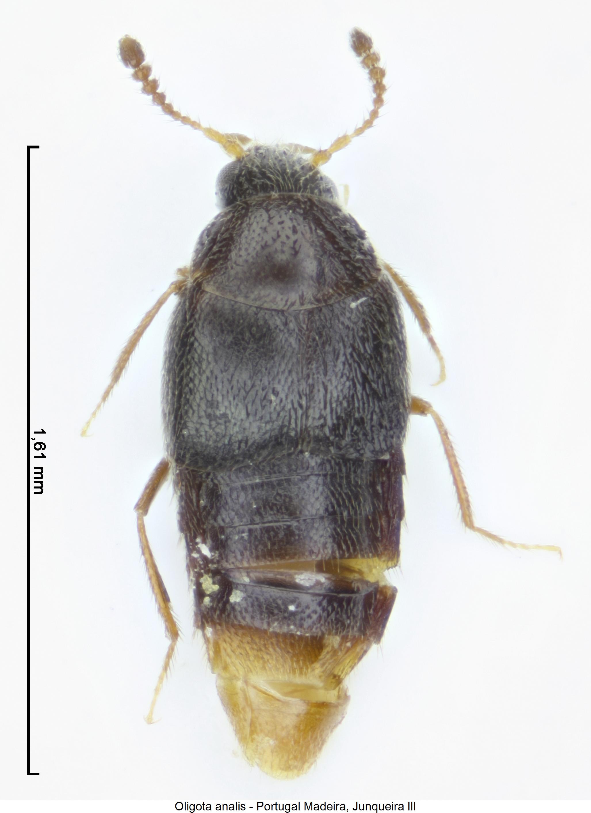oligota_analis_hab.jpg
