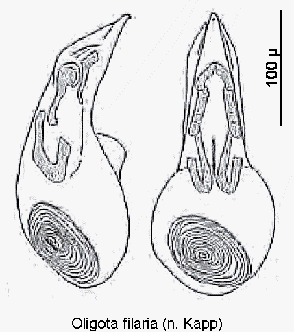 oligota_filaria.gif