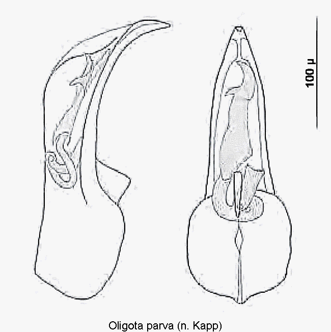 oligota_parva1.gif