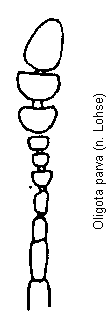 oligota_parva_f.gif