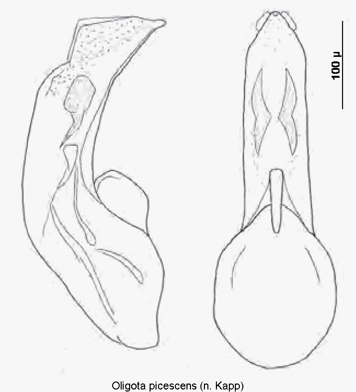 oligota_picescens.gif