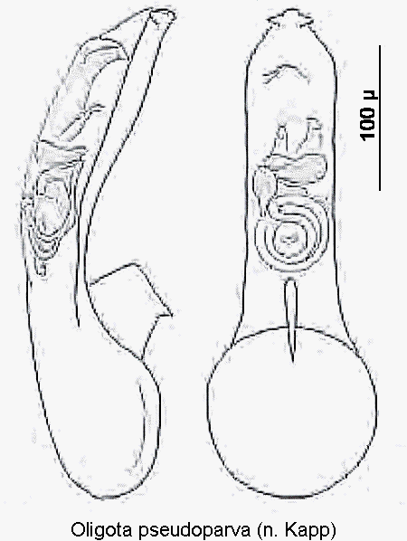 oligota_pseudoparva.gif