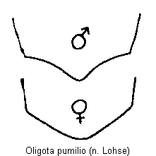 oligota_pumilio_sternit.gif