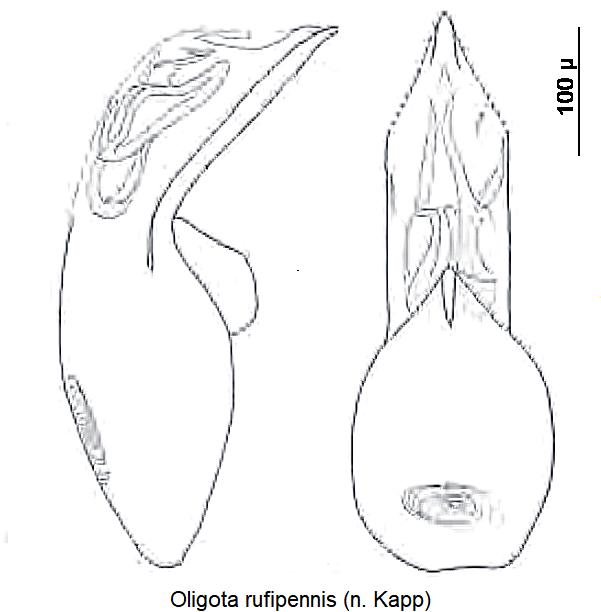 oligota_rufipennis.jpg