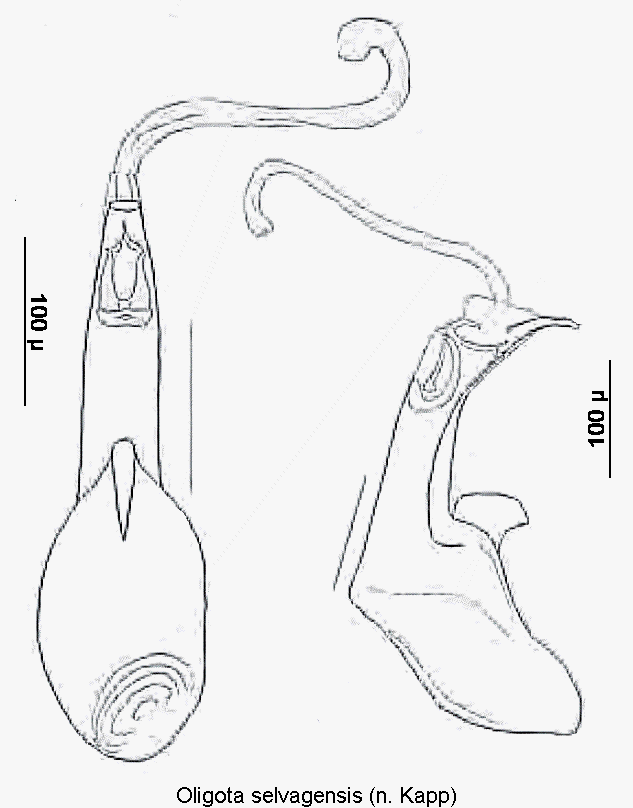 oligota_selvagensis.gif