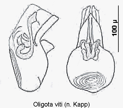 oligota_viti.gif