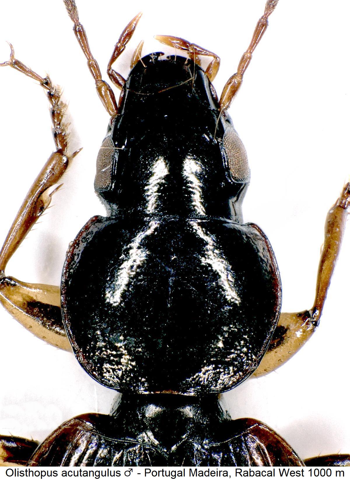 olisthopus_acutangulus_vk.jpg