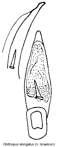 olisthopus_elongatus3.gif