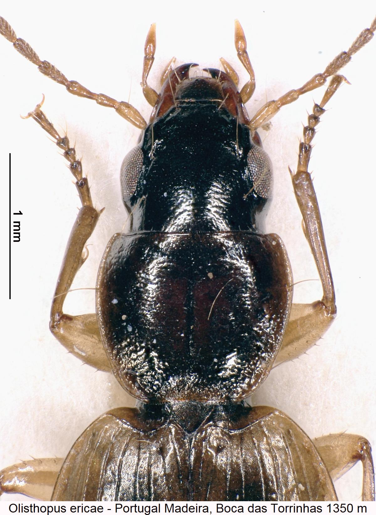 olisthopus_ericae_vk1.jpg