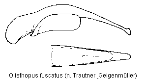 olisthopus_fuscatus.gif