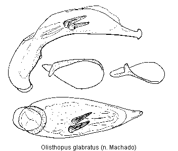 olisthopus_glabratus.gif