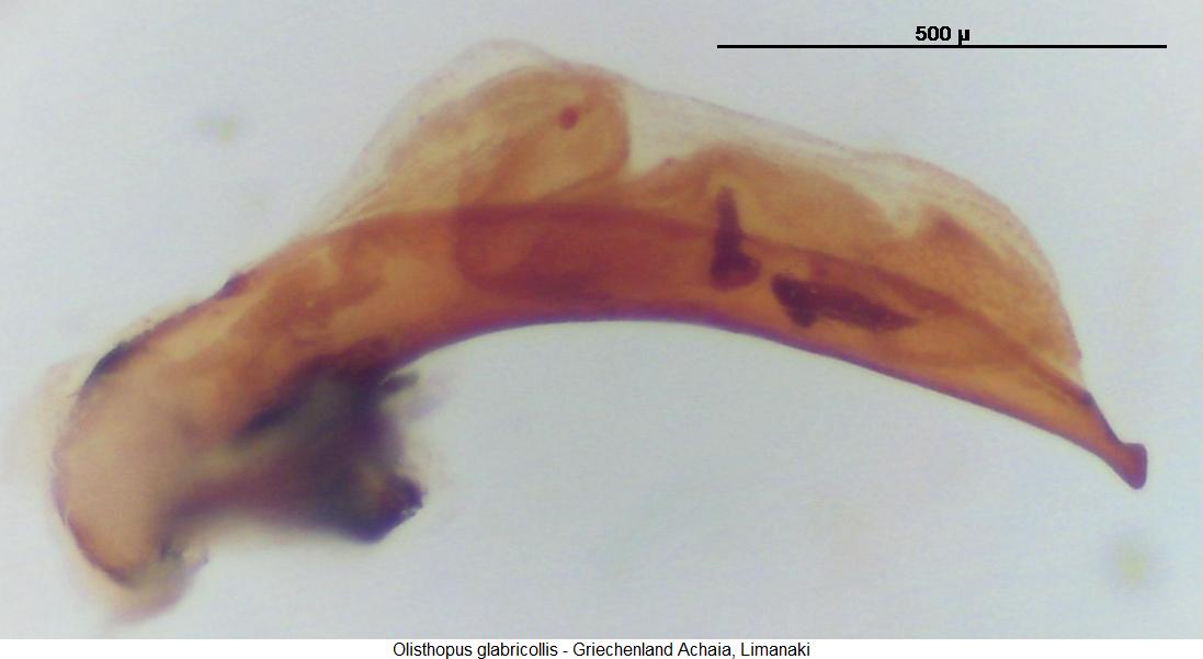 olisthopus_glabricollis2.jpg