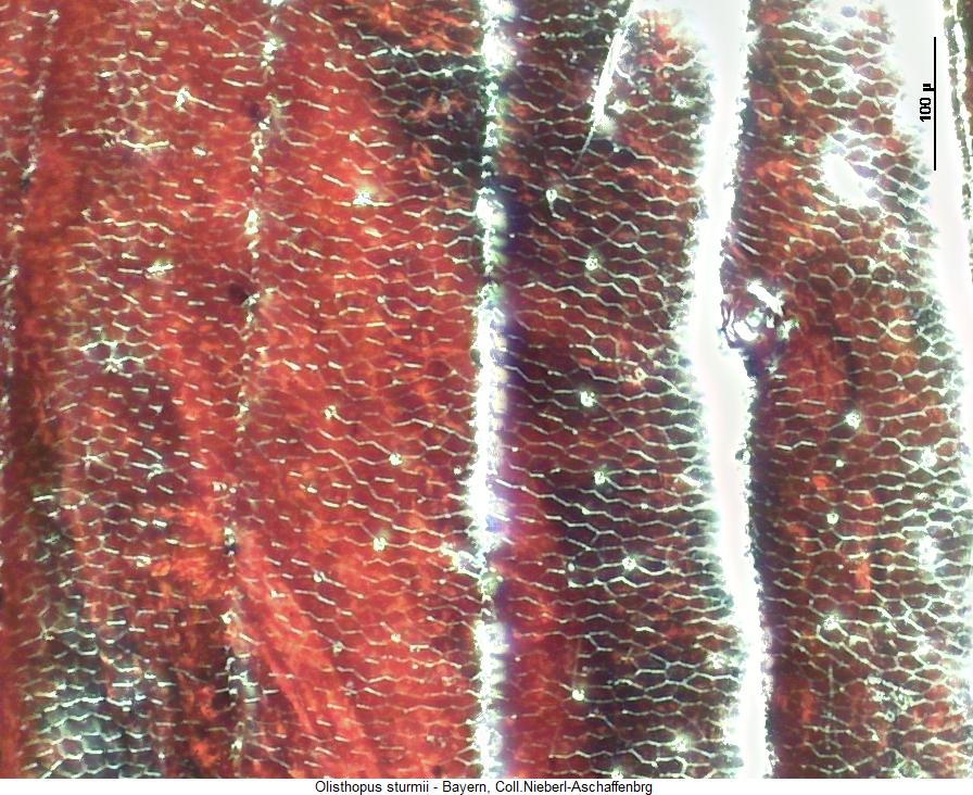 olisthopus_sturmii_ms.jpg