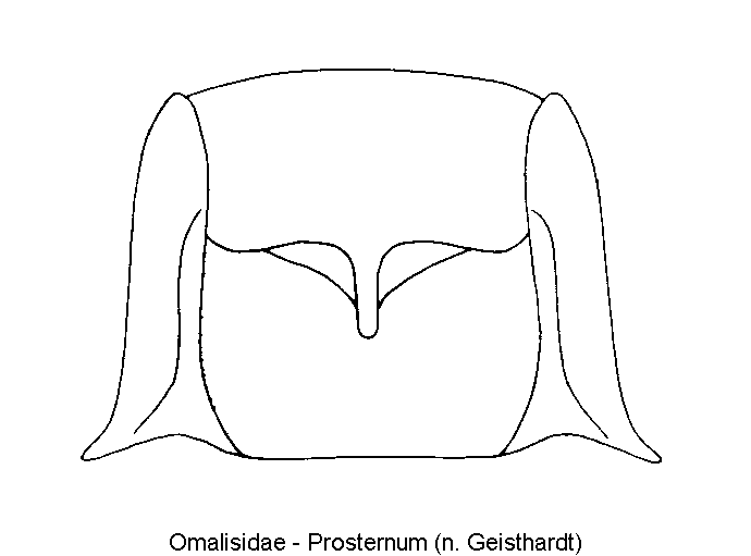 omalisidae__vbr.gif