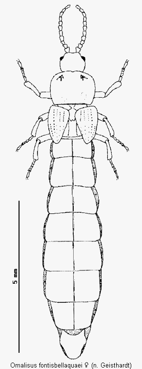omalisus_fontisbellaquaei_w_hab.gif