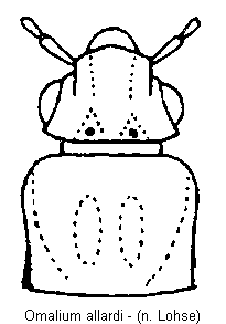 omalium_allardi_vk.gif
