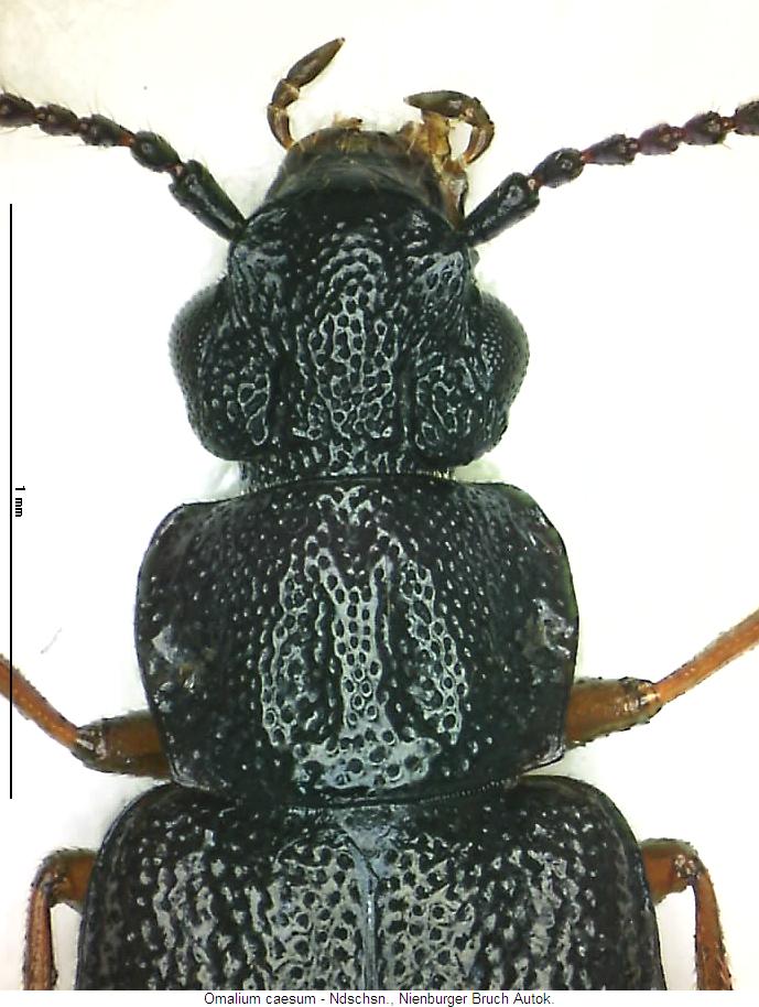 omalium_caesum_vk.jpg