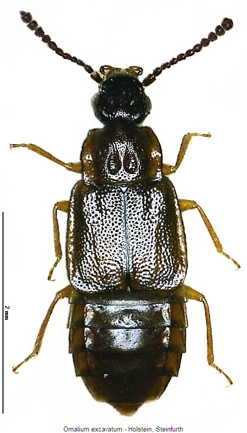omalium_excavatum_hab.jpg