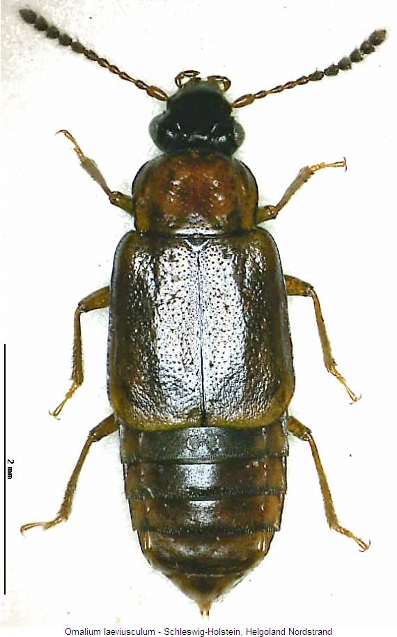 omalium_laeviusculum_hab.jpg