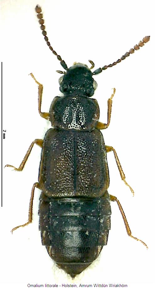 omalium_littorale_hab.jpg