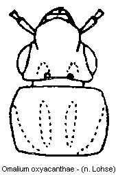 omalium_oxyacanthae_vk.gif