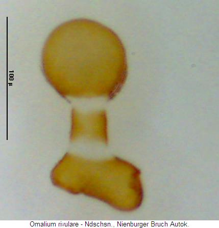 omalium_rivulare2_sperm.jpg