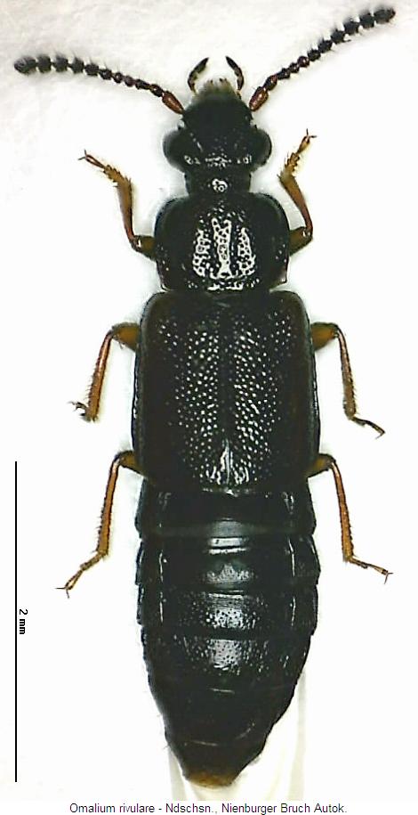 omalium_rivulare_hab.jpg