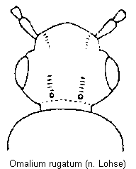omalium_rugatum_vk.gif