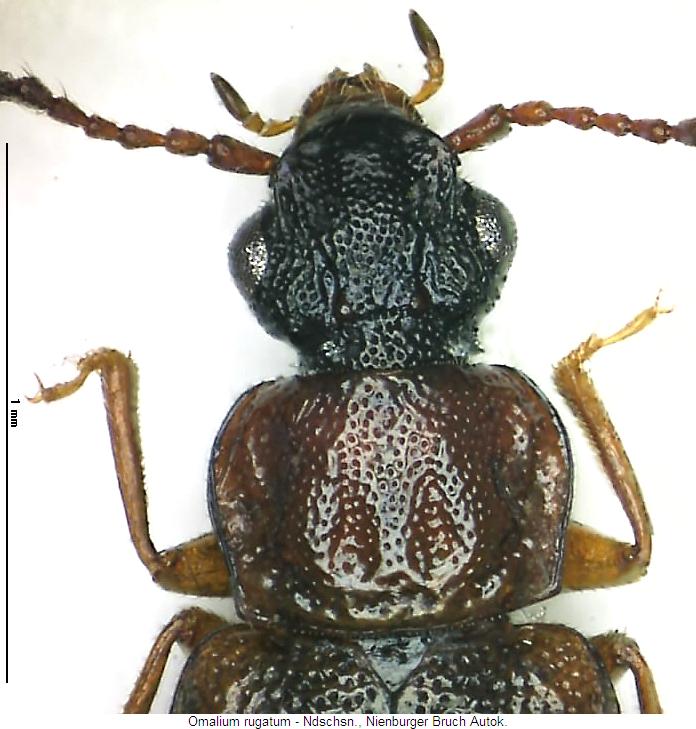 omalium_rugatum_vk.jpg