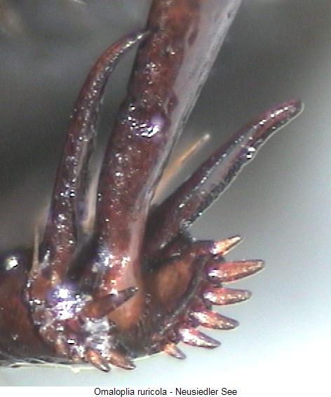 omaloplia_ruricola_hb.jpg