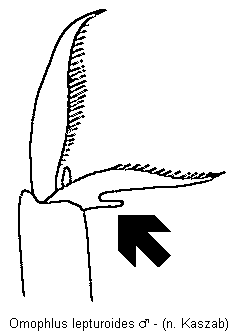 omophlus_lepturoides_tr.gif