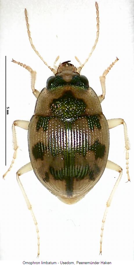 omophron_limbatum_hab.jpg