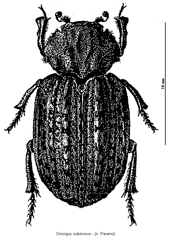 omorgus_suberosus_hab.gif