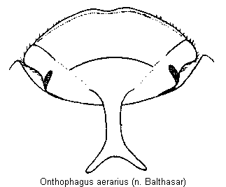 onthophagus_aerarius_k.gif