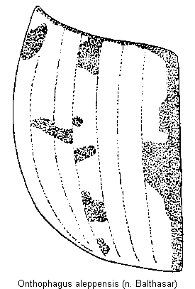 onthophagus_aleppensis_fld.gif