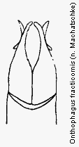 onthophagus_fracticornis.gif