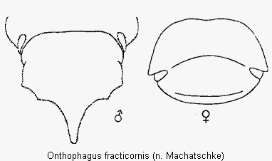 onthophagus_fracticornis_k.gif