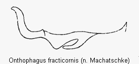 onthophagus_fracticornis_ks.gif
