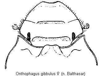 onthophagus_gibbulus_k.gif