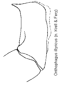 onthophagus_illyricus.gif