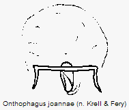 onthophagus_joannae_w.gif