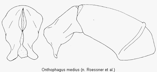 onthophagus_medius.gif