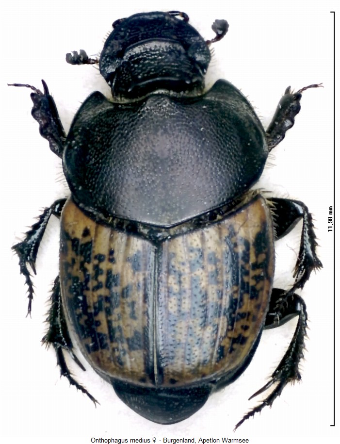 onthophagus_medius_hab.jpg