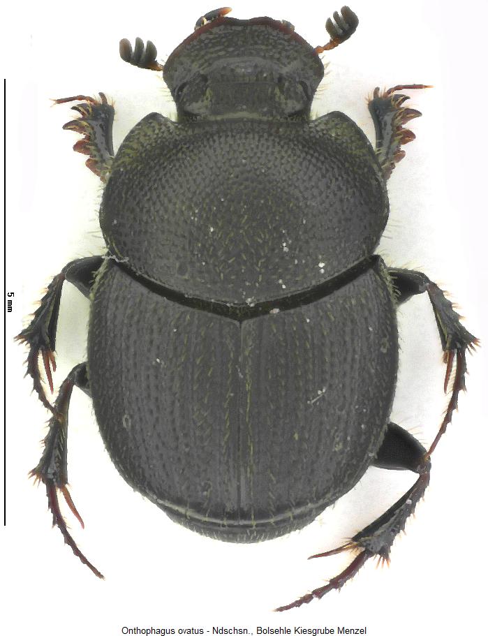 onthophagus_ovatus_hab.jpg