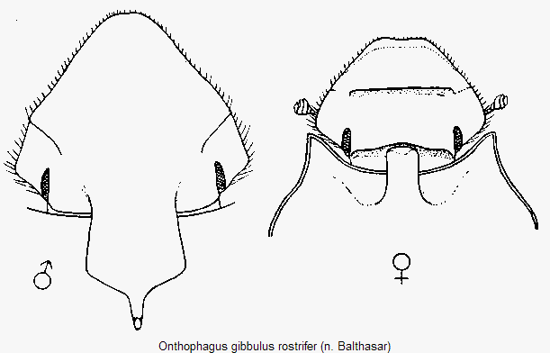 onthophagus_rostrifer_k.gif